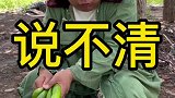 农村搞笑段子，有理也说不清了