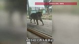 河南一景区推出168元一晚“虎景房”，可以近距离和老虎同住，工作人员回应