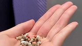 女子拿食物喂鸽子，鸽子却咬着女子的肉不放，先解释下它被绿的事