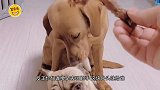 你要不说这是狗，我还以为是头猪呢每日一笑欢乐有