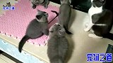 主人逗几只小猫玩，有只小猫一巴掌呼在胖公猫脸上，公猫立刻翻脸