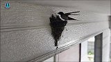 燕子筑巢：创造甜蜜的家，一对燕子非常的勤劳