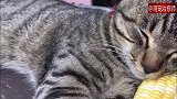 猫咪特别喜欢抱着玉米睡觉，这一脸陶醉的表情萌到我了！