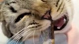 猫：好久没吃小鱼干了，这味儿真香！