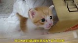 住在塑料箱里的小奶猫，执着地想要逃出去，太萌了