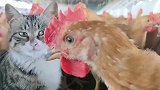 猫咪误入鸡圈中，被小鸡挑衅不敢还手