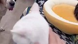 男子在家撸猫，被一猫一狗死亡凝视，我红眼了你自己掂量