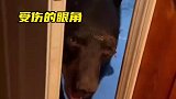 国外小姐姐从捕猎者手中救下黑熊，黑熊感恩经常回来探望