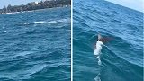 澳大利亚：游客在海上拍到鲨鱼追逐海豹的惊险画面