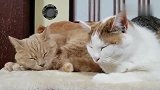 三花猫睡醒后就闲不住，橘猫睡在旁边生无可恋的全程装死