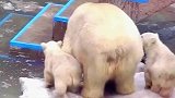 北极熊宝宝努力练习跳跃，多次尝试后终于成功