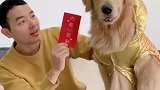 四毛貌似不是很喜欢这个红包