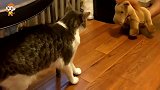 猫咪躲在窗台不肯下来，当铲屎官拿出奇怪玩具后，下秒简直笑喷
