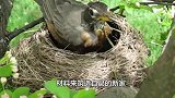乌鸦偷拔熊猫毛搭窝，下一秒一定要憋住别笑出声，镜头拍下全过程