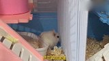 母仓鼠总是越狱过去找公仓鼠，主人拍下它穿越铁网的路径
