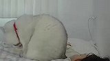 主人在睡觉，猫咪直接坐主人胸口