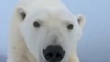 为什么北极熊不吃企鹅？