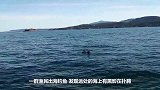 海上漂浮着一个“大家伙”，当人们看清楚后，立马跳进了海中！