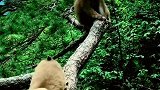 问路人讨要食物的猴儿们