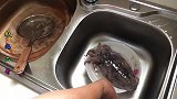 赶海二哥：蒜蓉生蚝凉拌海蜇，孜然炒肉爆炒乌贼，再配啤酒真爽快