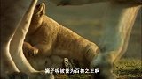 狮子意外流浪进入鬣狗领土，狮子VS鬣狗，到底谁更胜一筹！