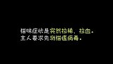 小猫病重奄奄一息，选择安乐死，或许是正确的