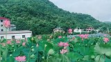 秋花绿水，应知不染心，配上一首四季歌（秋季到来荷花香）