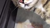 猫：以后再也不敢玩插座了，魂都给我吓掉了！
