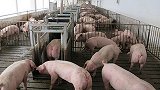 农业农村部：市面上非洲猪瘟苗均为假疫苗