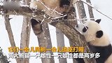 【陕西】前方高萌！迎接2020年初雪 大熊猫雪地撒欢打滚