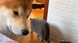 猫咪：慢慢走它就发现不了我
