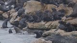 小海狗不仅被海浪冲刷还被同伴挤兑，生存真的很不容易啊！