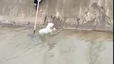 狗子：你倒是快救我上来呀，我都泡了一天了！