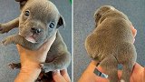 美国：一斗牛犬长出第5条腿,曾被误会是尾巴