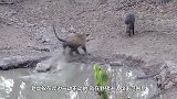 老虎偷袭大野猪，野猪毫无反抗之力，百兽之王果然名不虚传！