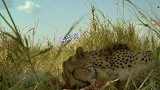 《塞伦盖蒂》：鬣狗向猎豹借食物，惨遭猎豹暴力驱逐