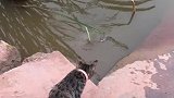 猫：都把你钓上岸了，想跑没门儿！