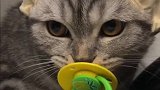 给猫咪买了个好东西