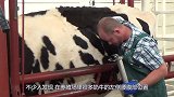 为何要在奶牛身上掏个洞？饲养员还经常用手去掏，难道它们不痛吗