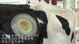 为何要在奶牛身上掏个洞？饲养员还经常用手去掏，难道它们不痛吗