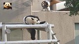 熊猫天线宝宝打滚亮相，扮睡美熊的样子真的好可爱