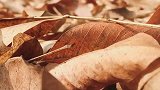 一片落叶渲染了秋色，一季落花沧桑了流年。