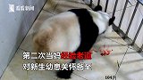 中国熊猫中心喜获今年首只熊猫幼仔！