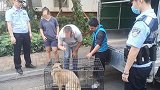 惊悚！女子小区遭恶犬咬伤肌腱断裂 事发时大狗由10岁女童牵引