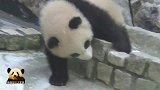 “液态”熊猫宝宝“流动”的样子简直不要太可爱