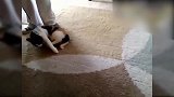 主人用绳子拉着小猫，在地毯上拖行，真是好玩！