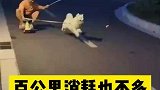 这个遛狗方法不错，就是可能有点费狗