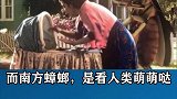这些年你真的误解蟑螂了，很有趣的科普