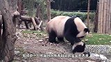 熊猫将熊猫宝宝推到沟里，突然想起娃是亲生的，神反转太可爱了