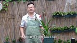 朱顶红这样繁殖一次能长出几个小苗，一看就能学会